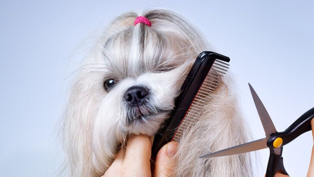 Pet Haircut – Keeping Your Furry Friends Stylish and Healthy Pet Haircut