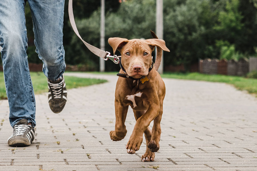 Pet Walking – A Complete Guide to Healthy and Happy Pets Pet walking