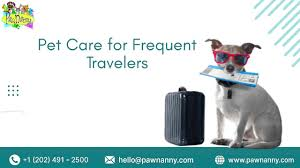 Why Pet Care Accounts Need to Be Simple, Safe, and Easy to Access